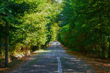 Path in forest