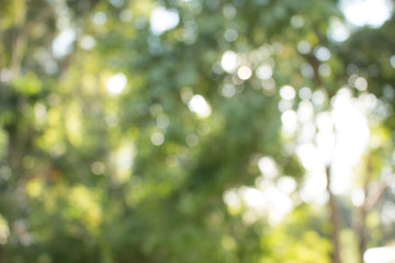 Natural green blurred abstract for background