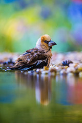 The Hawfinch, Coccothraustes coccothraustes is sitting at the waterhole in the forest, reflecting on the surface, preparing for the bath, colorful backgound with some flower. ..