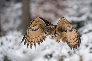 The Eurasian Eagle-Owl, Bubo bubo is flying in the snowy winter forest.