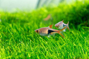 Trigonostigma heteromorpha Fish