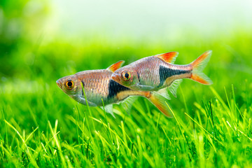 Trigonostigma heteromorpha Fish