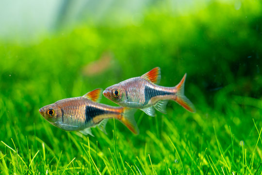 Trigonostigma heteromorpha Fish