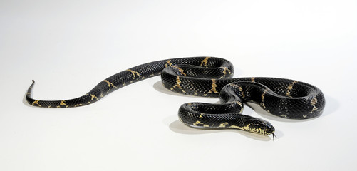Naklejka premium Amurnatter (Elaphe schrenckii) - Amur rat snake