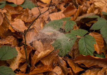 autumn leaves with cobweb on the ground