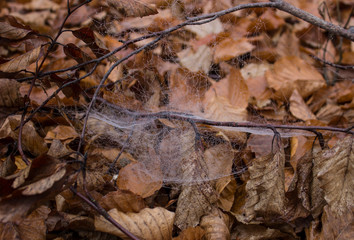 autumn leaves  with cobweb on the ground