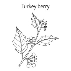 Turkey berry Solanum torvum culinary and medicinal plant