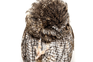 Owl face in high resolution, owl isolated.