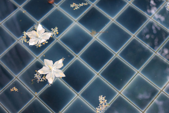 Floating Water In Swimming Pool With White Flowers