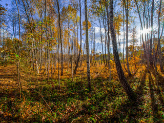 autumn or fall in the forest with sunflare or sunrays