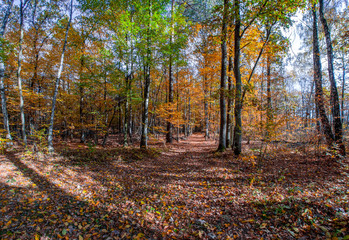 autumn or fall country road  in the forest with sunflare or sunrays