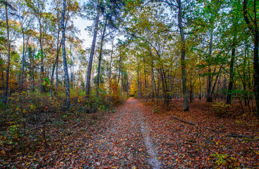 Obraz premium autumn or fall country road in the forest with sunflare or sunrays