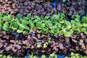 Green fresh bunch of a lollo rosso and lettuce on a white background. The best healthy breakfast for the modern person