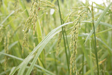Closeup of rice spike in Paddy field on autumn