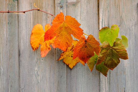 Weinbl&auml;tter im Herbst an einer Scheune