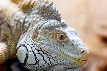 Iguana