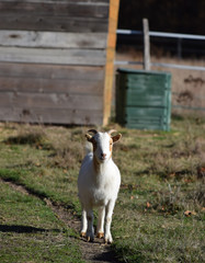 Mon petit bouc