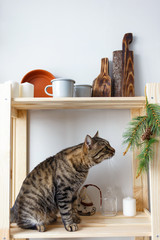 Tabby cat sits on the kitchen rack with dishes and Christmas souvenirs and sniffs the fir branch
