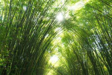 bamboo forest,Bamboo branch beautiful green nature background
