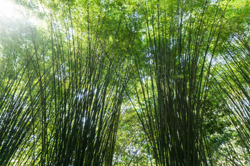Fototapeta premium bamboo forest,Bamboo branch beautiful green nature background