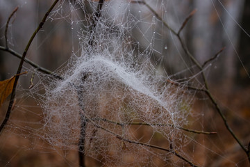 spiderweb autumn forest.