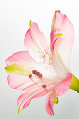 Alstroemeria pink