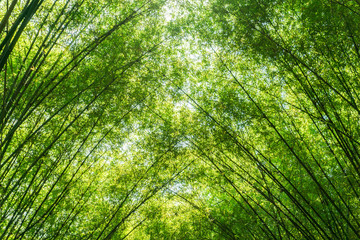 bamboo forest,Bamboo branch beautiful green nature background