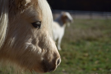 Obraz premium Shetland entier palomino