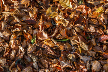 herbstlicher Laubboden