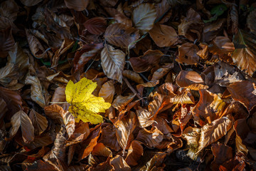 herbstlicher Laubboden