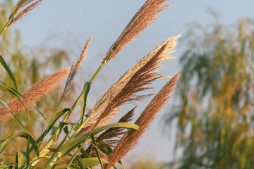 A close-up of reeds in the grasslands at sunset with a blue sky background. 