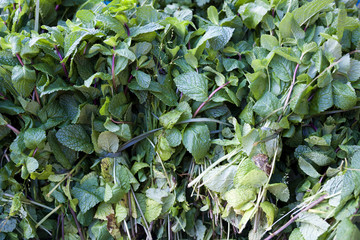 Fototapeta na wymiar Fresh bright, fragrant bunches of mint . Mint leaves, peppermint closeup.