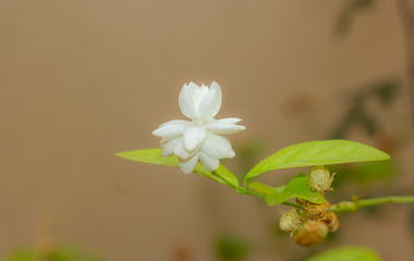 Jasmine flower, Jasminum sambac, Family Oleaceae