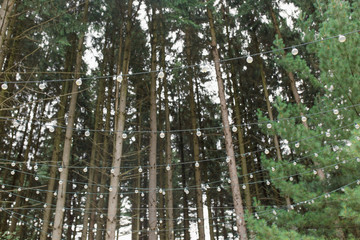 Fototapeta premium Forest Wedding String Lights