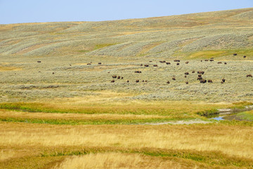 Obraz premium View of a herd of bison in the grass in the Hayden Valley in Yellowstone National Park, Wyoming