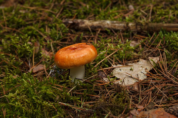 Russula in the green moss in the coniferous forest