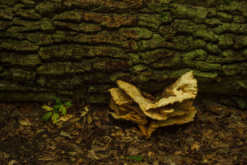 Laetiporus sulphureus grows on a fallen tree