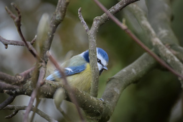 Blue tit on branch