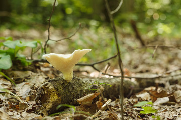 Beautiful wild mushroom is white color. Small depth of field