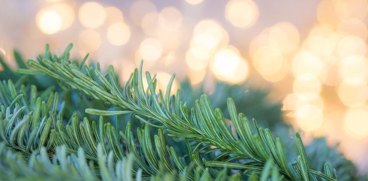 julbanner med julgransbelysning ofokuserat i bakgrunden med gran barr i f&ouml;rgrunden
