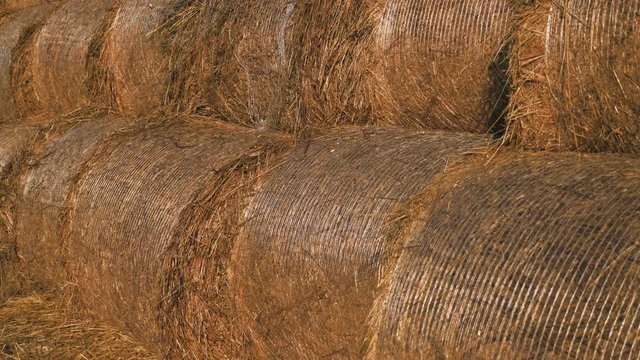 Close up rolled golden hay bales, plant after reaping grass at village field. Harvesting business, technology in produce process. Country income profit. Many dry packed haystacks ready to the shipping