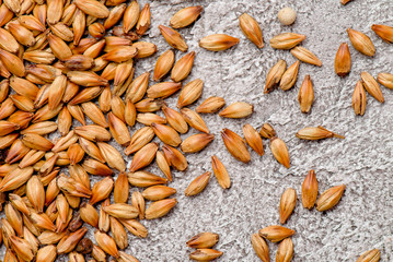 Malted grain closeup. Mixed varieties of malted grain on a gray background. close-up. top view