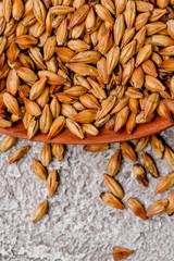 Malted grain closeup. Mixed varieties of malted grain on a gray background. close-up. top view