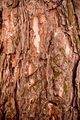 old tree bark