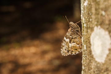 The butterfly Hipparchia semele sits on the surface of the trunk of the tree and has a drawing of wings that merges with the background and is invisible. Copy space. Close-up