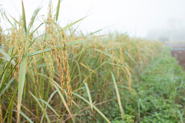 Closeup of rice spike in Paddy field on autumn