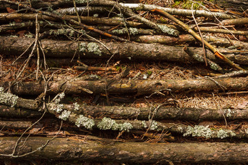 Dry branches of trees. Lumbering. Texture