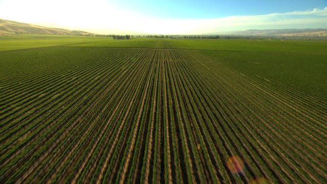 Aerial California USA Farmland crops field vegetation agricultural