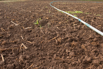 Preparing field for plantation.