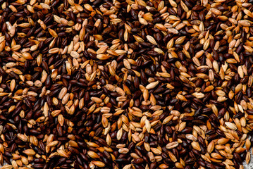 Malted grain closeup. Mixed varieties of malted grain on a gray background. close-up. top view....